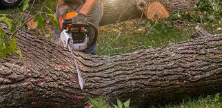 Best Arborist Consultation Services  in St James, MN