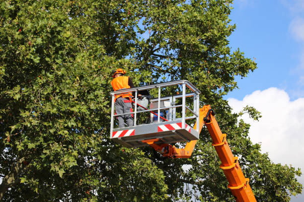 Best Seasonal Cleanup (Spring/Fall)  in St James, MN