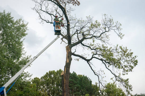 How Our Tree Care Process Works  in  St James, MN