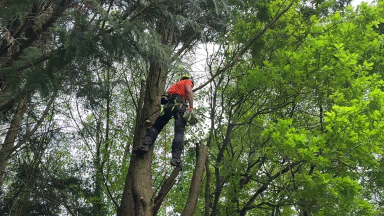 Best Hedge Trimming  in St James, MN