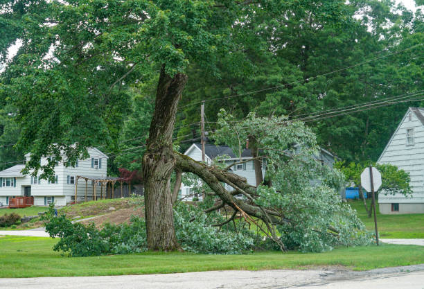 Best Tree Trimming and Pruning  in St James, MN